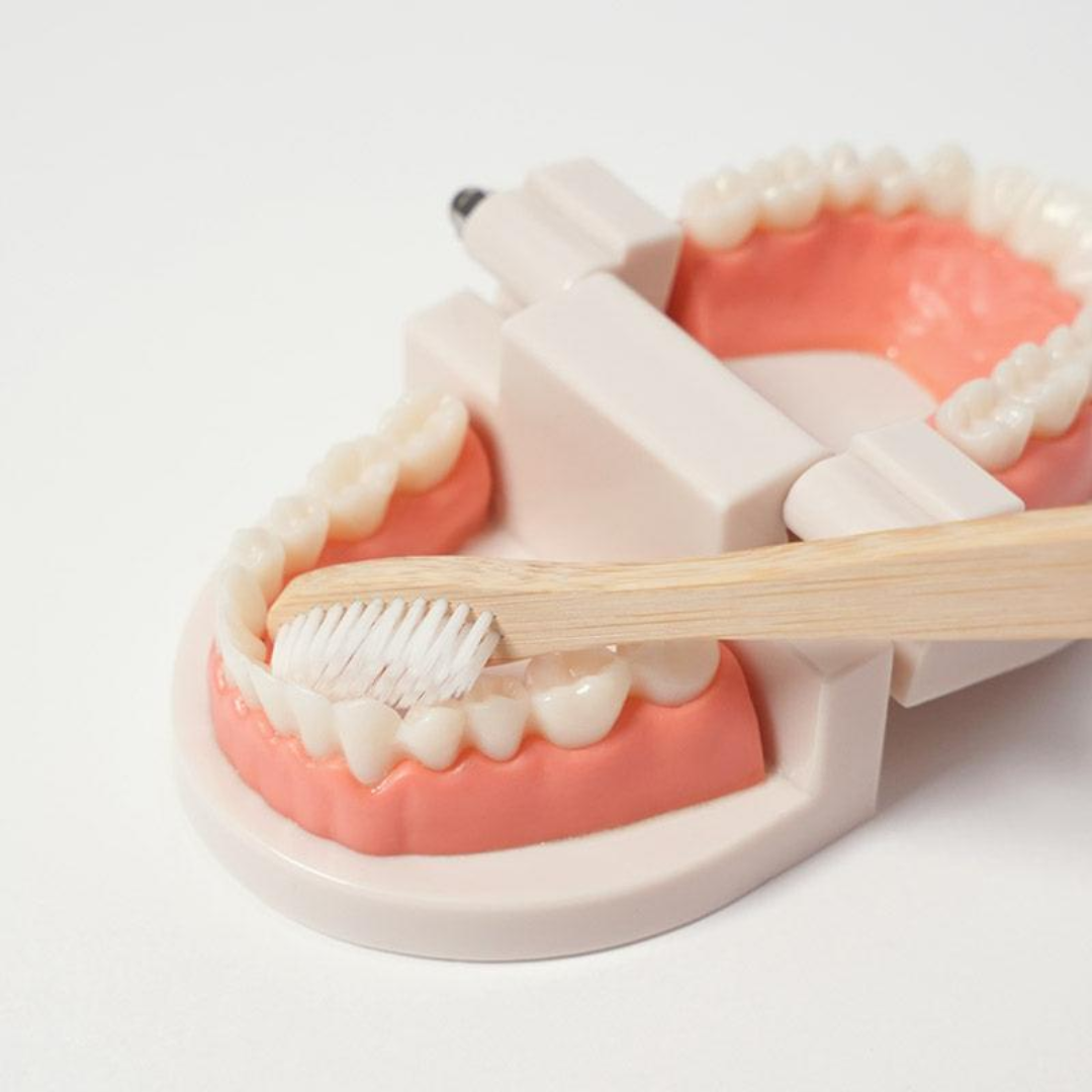 Rasa Sayang Montessori Brushing Teeth Learning Set