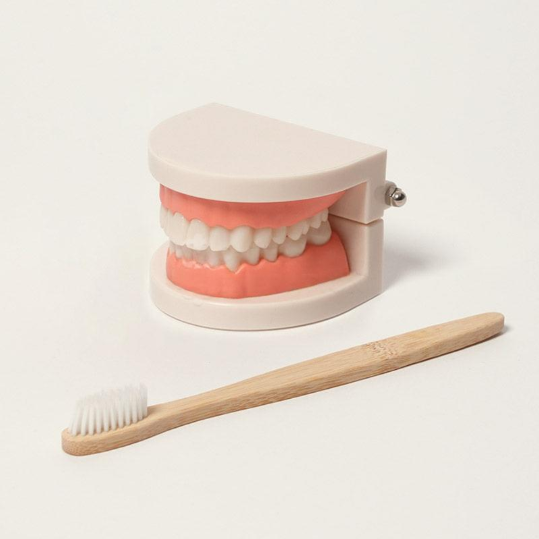 Rasa Sayang Montessori Brushing Teeth Learning Set